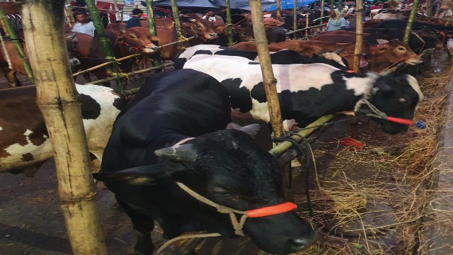অধিকার কি শুধু মানুষের?